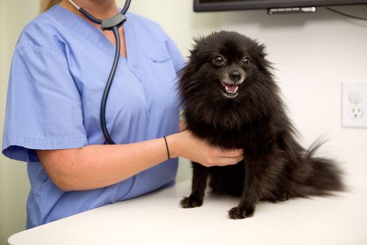 A dog having it's heart rate checked at the vet clinic