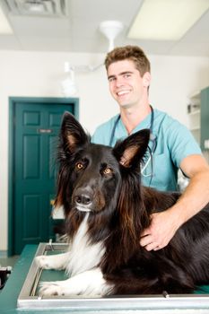 A large dog at a small animal clinic in the surgery prep. room.  Shallow depth of field, focus on dog