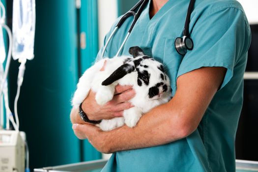 A rabbit in for a check-up at a vet clinic