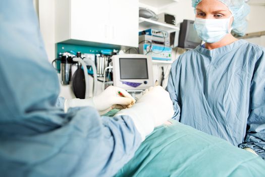 A surgeon and assistant work on a small animal at a vet clinic