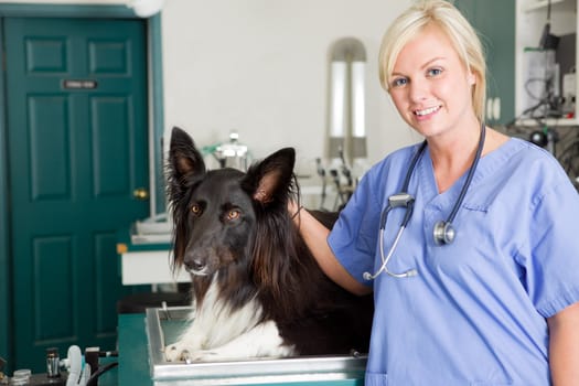 A portrait of a dog at the vet in the surgery preparation room