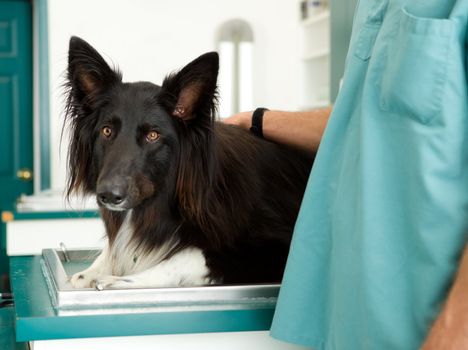 A large dog at a small animal clinic