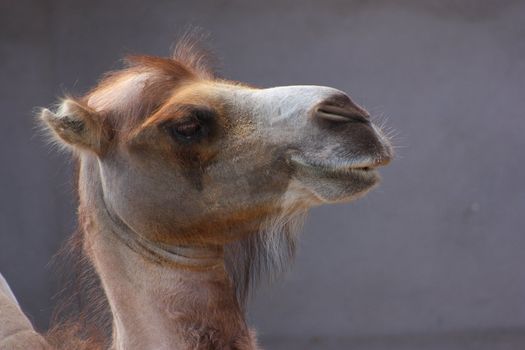 Head of a camel on a gray background