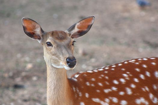 Young sika deer on a gray background