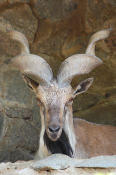 Lying wild goat on a rock