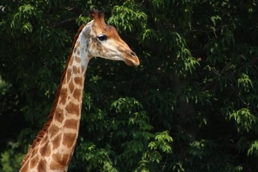 Giraffe against green foliage in Moscow zoo
