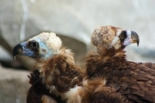 Couple of Himalayan Vulture in the Moscow Zoo