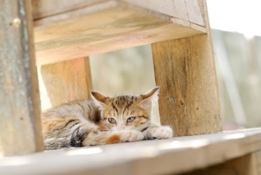 Cat alone sit and watch far away in city.