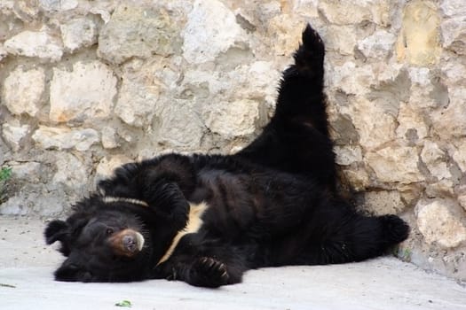 White-chested bear having a rest on stones