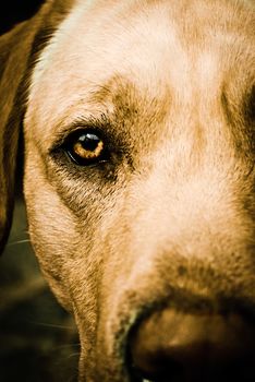 Close up on brown eye of a dog