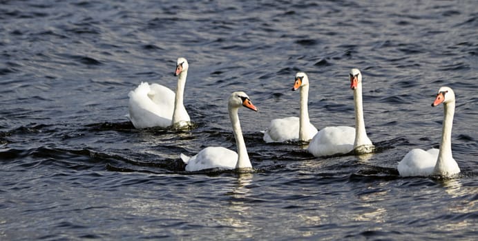 Five young mute swans swimming on the river