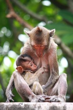 Monkey is breastfeeding her baby