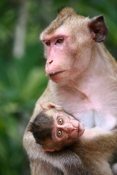 Monkey hug her baby with eye contact