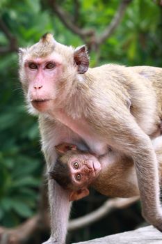 Monkey is walking with baby on the body