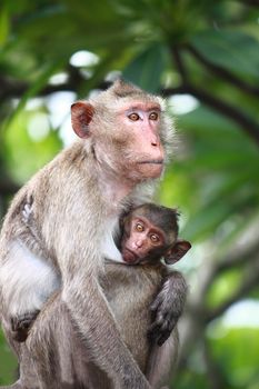 Monkey baby hug mother with eye contact