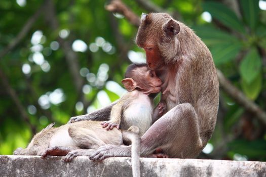 Monkey is breastfeeding baby