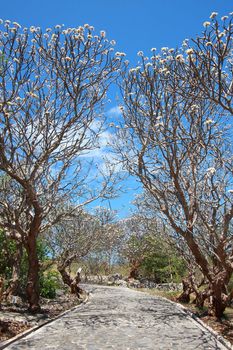 Path way with frangipani tree on the side way