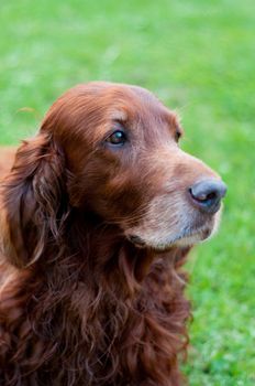 Shot of cute irish setter and green background
