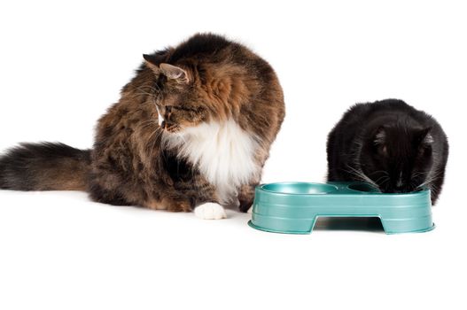 Shot of cats eating meal isolated on white