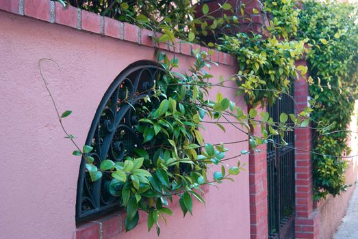 Wall pink with the iron gates is wound by the green ivy