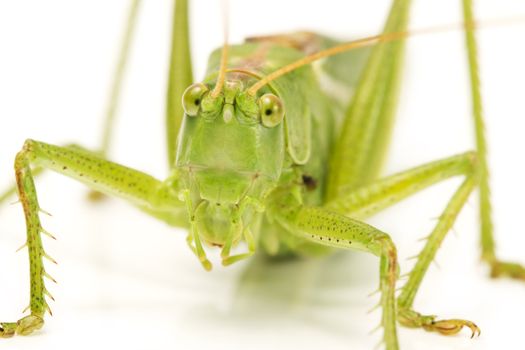 closeup on a grasshoppers face isolated on white background