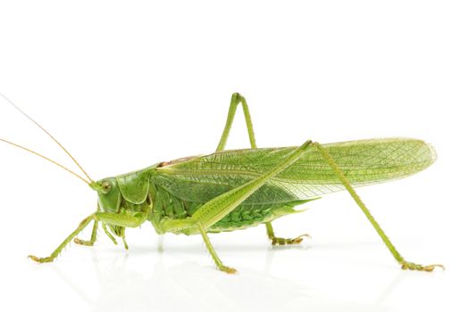 grasshopper from side on white background