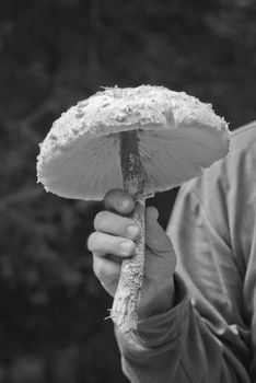 Brown Mushroom in a Dolomites Wood, Italy