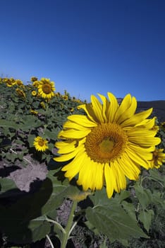 Gorgeous Sunflowers Field in the Tuscan Countryside, Italy