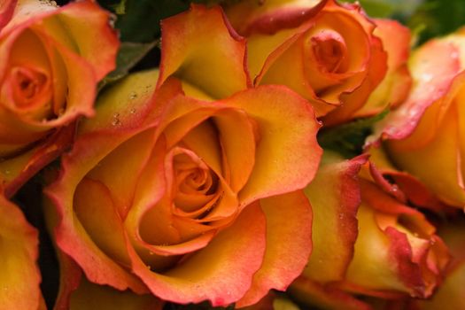 Beautiful fresh orange and yellow roses with raindrops