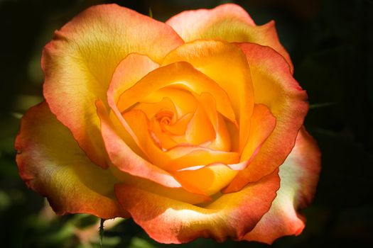 Beautiful blooming orange and yellow rose 