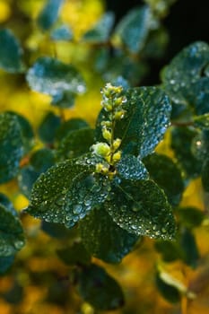 Autumnleaves with dew on yellow fallen leaves in the background
