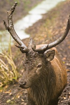 This young male deer is very muddy and curious 