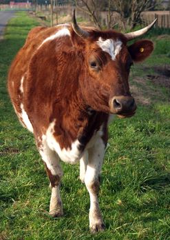 Ayrshire Cow with Horns looking towards the Camera