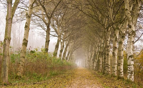 Lane with trees, fallen leaves and mist in November