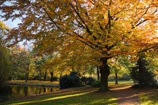 Beech tree with golden leaves in autumn in park