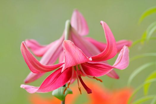 Green grass with lillies in summer day.