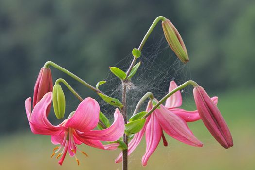 Pink lilly with spider net in summer day.