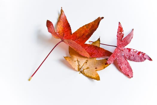 Wet and rainy autumn leaves in natural light