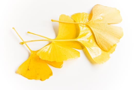 Wet and rainy yellow autumn leaves in natural light