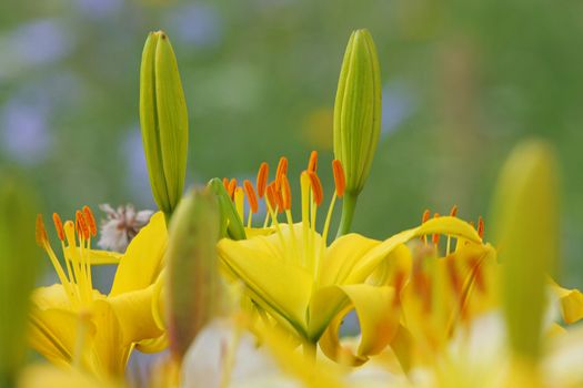 Green grass with yellow lillies in summer day.