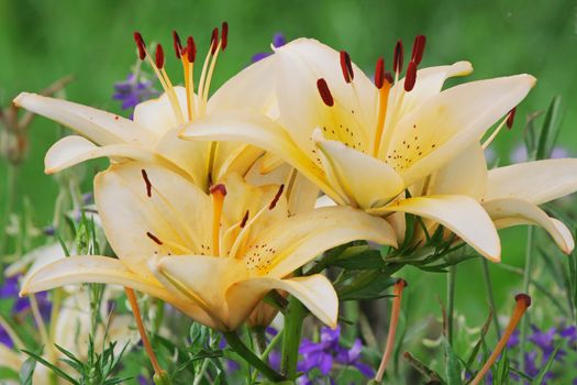 Green grass with lillies in summer day.