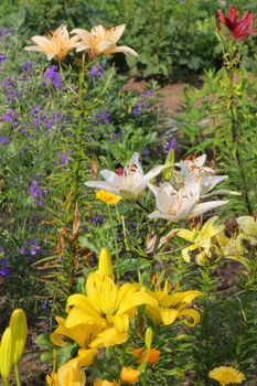 Green grass with lillies in summer day.