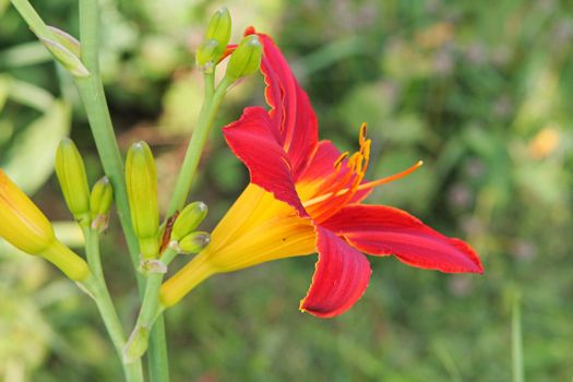 Green grass with lillies in summer day.