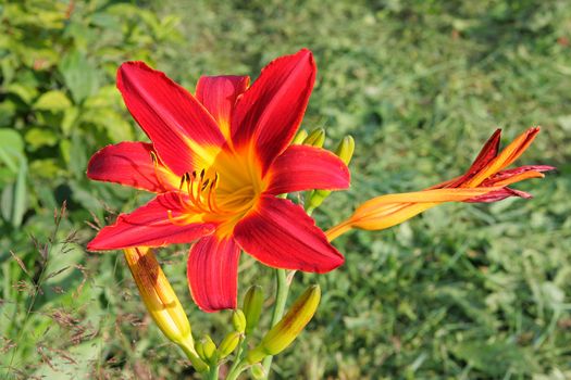 Green grass with lillies in summer day.