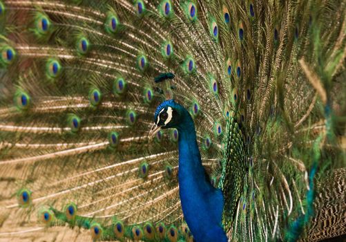 Blue Peacock showing his colorful fan-shaped feathers