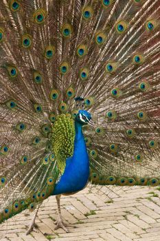 Blue peacock showing his colorful fan-shaped feathers