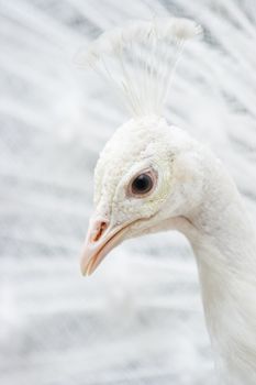 Head of white peacock in close view