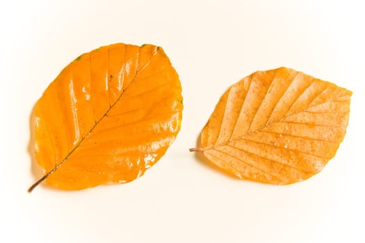 Wet and rainy autumn  beech leaves in natural light