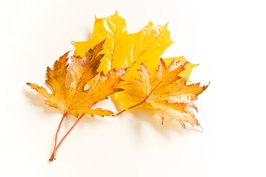 Yellow wet and rainy autumn leaves in natural light