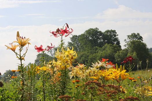 Green grass with lillies in summer day.